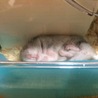 のほほーん