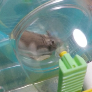 6ヶ月のブルサファちゃん♀