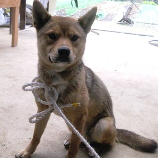 期限切迫！！人慣れしたおとなしい性格の男の子