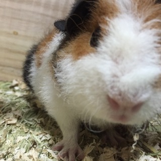 モルモット 女の子