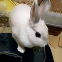 ミニウサギのシフォンちゃん