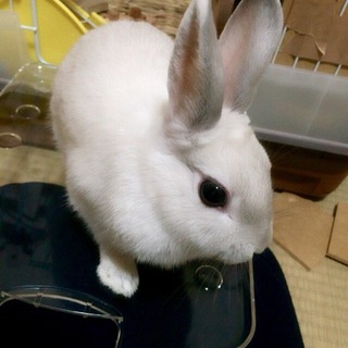 ミニウサギのシフォンちゃん