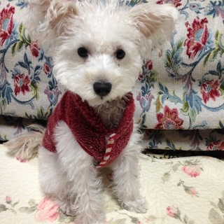 ミニチュアシュナウザーとトイプードルのＭＩＸ犬