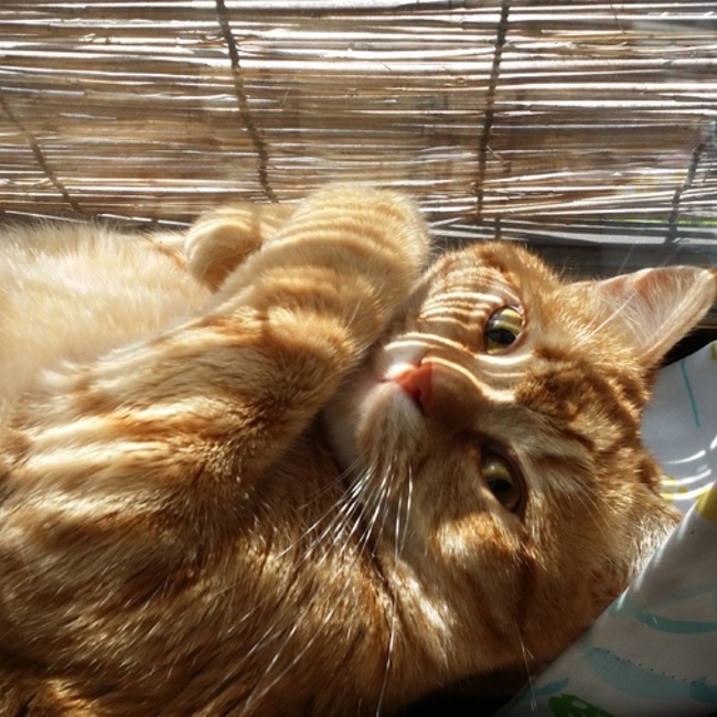 ミッキー０９０１のカバー写真