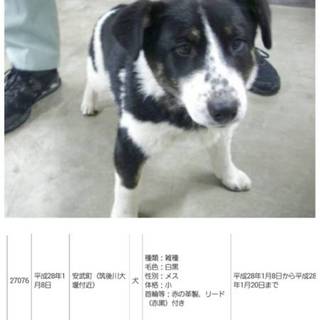 まだ子犬のようです。この子の里親になって下さい！