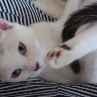 ブルーアイ　こなちゃん