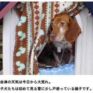 会津保健所　15-12-07　ビーグル　メス