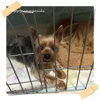 超美犬男子９才（ピッコロ）