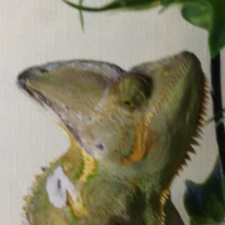 エボシカメレオン　セミアダルト　