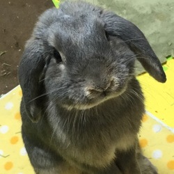 雷牙、生後10ヶ月に　ちょっとオデブさんな不安