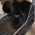 ミニウサギ女の子2歳