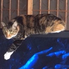 テレビの上でくつろぐ猫