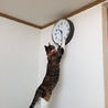ビックわんわん