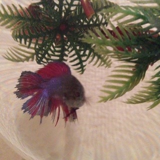 ベタのメス里親募集