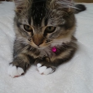 マンチカンの子猫♀です