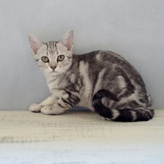 アメリカンショートヘアーミックス　スーザンちゃん
