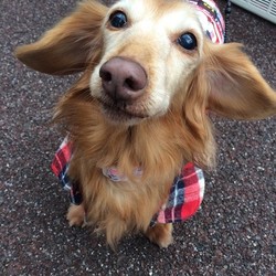 犬猫譲渡会 サムネイル3