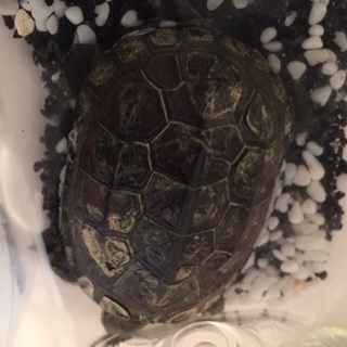 亀さん里親募集します。