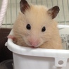 坂野むらさき
