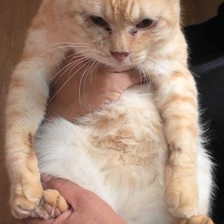 1才★去勢済★人懐っこい子です