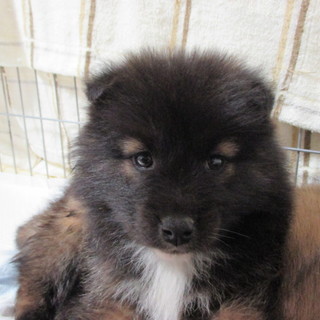 【トライアル決定】ふわふわのかわいいコロ丸☆