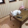 の写真
