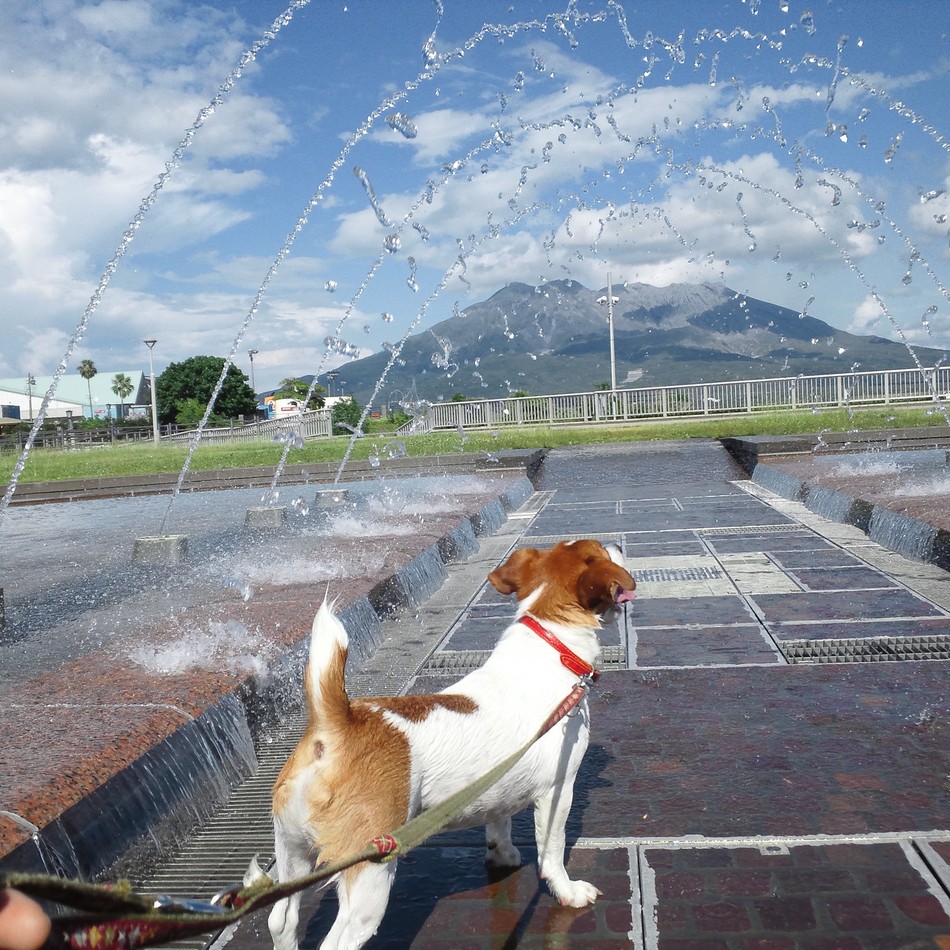 パブロのカバー写真