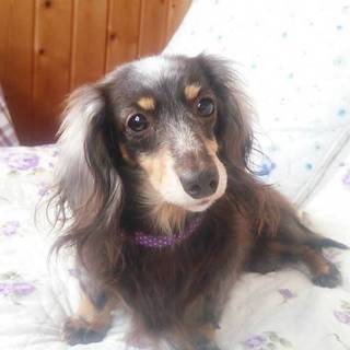 ☆さんご☆里親さま決定☆