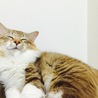 かりんmama