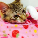 ブランド猫 雑種