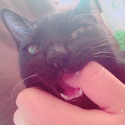 噛み癖に困ってます