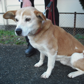 緊急募集！！少ししつけが必要な元気すぎる男の子