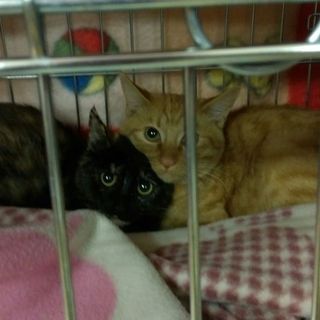 道の駅に捨てられそうになった四匹の子猫の里親募集！