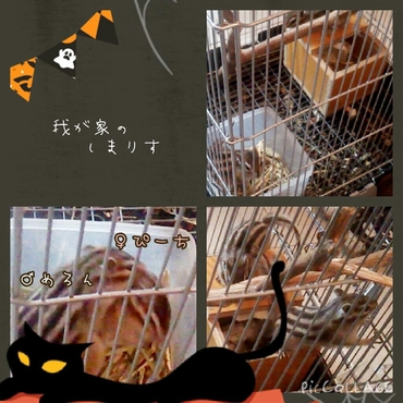  1歳にならないのに交尾してる？笑