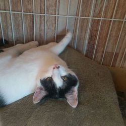 しじみちゃんと仲間たち