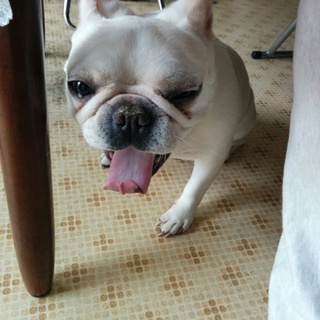 フレンチブルドッグ里親募集