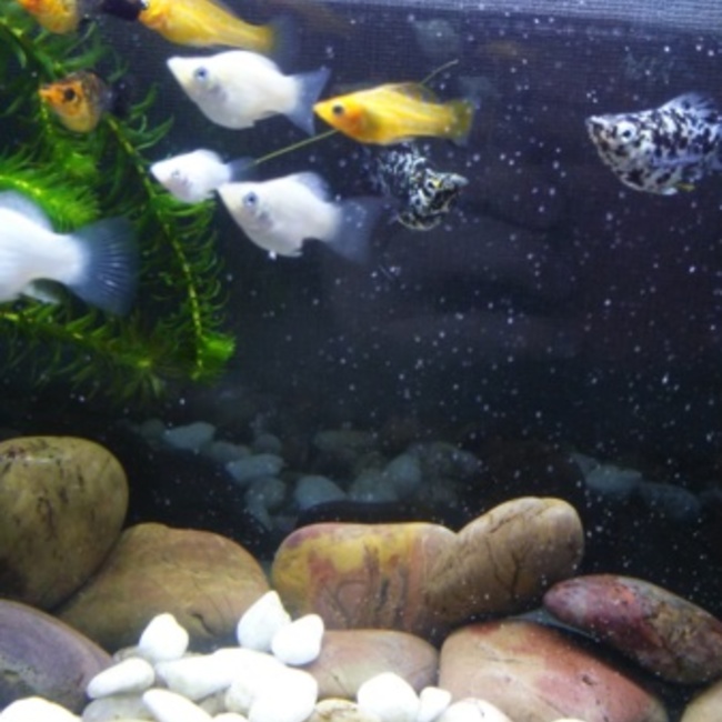 モーリー飼い主のカバー写真