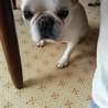 フレンチブルドッグ里親募集 サムネイル3