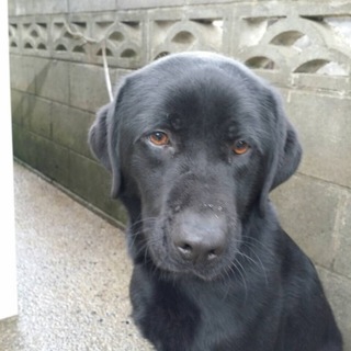 素敵な里親様と出会えました(^^)