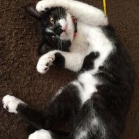 つくし