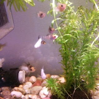 里親の皆様ありがとうございました