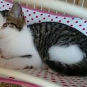 まめちゃんの里親募集中