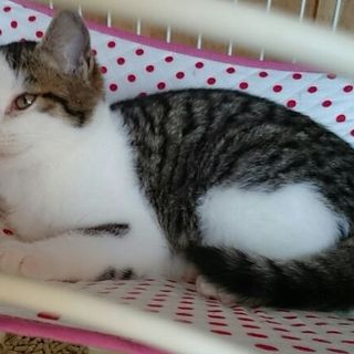 まめちゃんの里親募集中