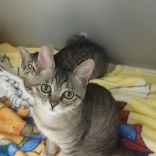 動物病院発！ 生後５ヶ月 兄弟猫の里親探し ①