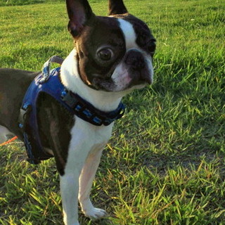 ボストンテリヤ里親決定！ありがとうございました。