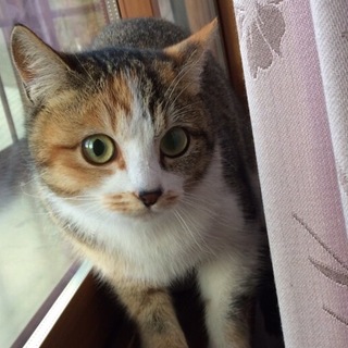 募集を一時停止します