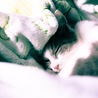 の写真