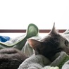 寝てる写真ばかり