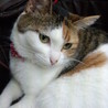 愛犬の死を乗り越えたくて迎えた、初めてのニャン。手が掛からず良い子です。