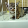 2匹目の保護猫ちゃん。トラ君でしたが里親様宅でそら君に。なっちゃん大好き！